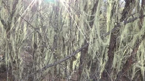 Spanish moss blowing in the wind in the mountain area of southwest China Stock Footage 43630316