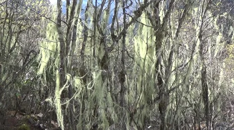 Spanish moss blowing in the wind in the mountain area of southwest China Stock Footage 43633038