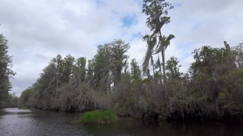 Spanish moss blows in the trees in the Okefenokee Swamp Stock Footage 333261761