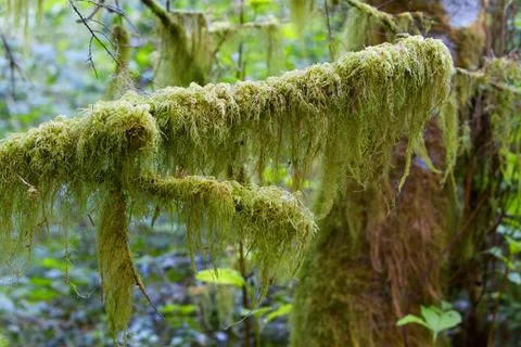 Spanish moss branch Stock Photos