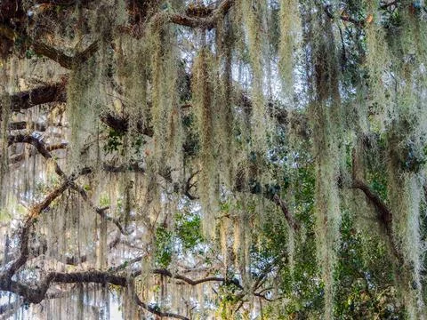 Spanish moss on branches Stock Photos