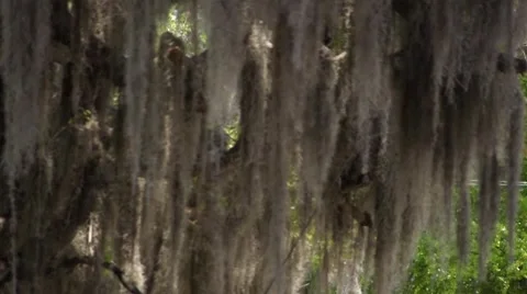 Spanish Moss in breeze 2 Stock Footage 46340356