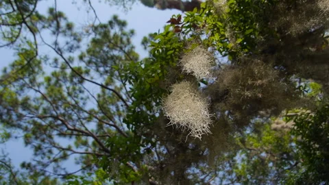 Spanish Moss Close Up from Below Shallow Depth of Field Beautiful Photography Stock Footage 246988986