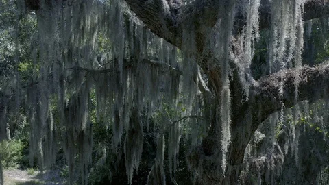 Spanish Moss Close Up In Tree Aerial Drone View Stock Footage 116694818