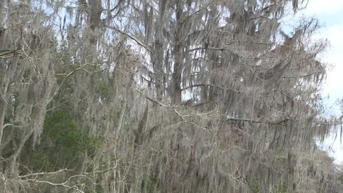 Spanish moss closer left Stock Footage 88291975