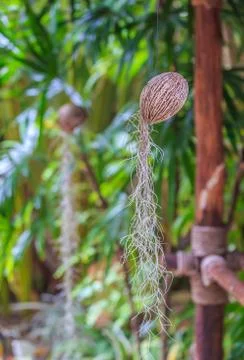 Spanish moss in coconut shell Stock Photos