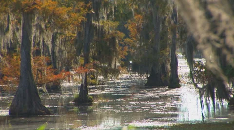 Spanish Moss Covered Cypress Trees Stock Footage 33604251
