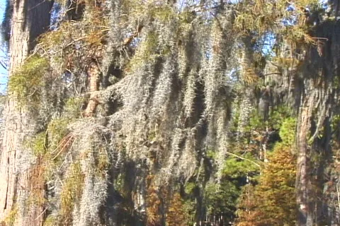 Spanish Moss-cu Видео 820384