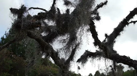 Spanish Moss in Dead Tree Dolly Stock Footage 56535467