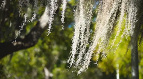 Spanish Moss in Florida Stock Footage 60700264