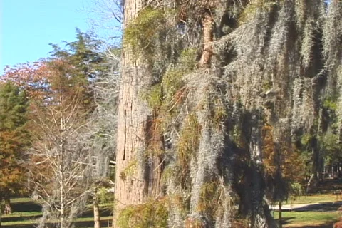 Spanish Moss Video stock 820385