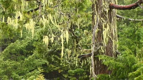 Spanish moss Stock-Footage 931448