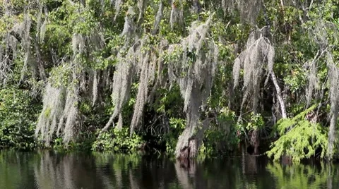 Spanish Moss Stock Footage 8601196
