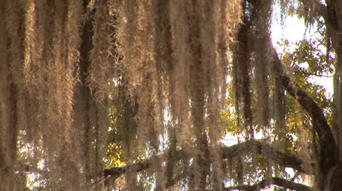 Spanish Moss Stock Footage 33604335