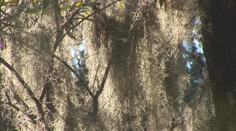 Spanish Moss Stock Footage 33604337