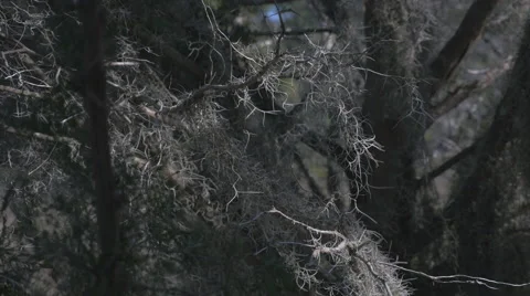 Spanish Moss Video stock 45841870