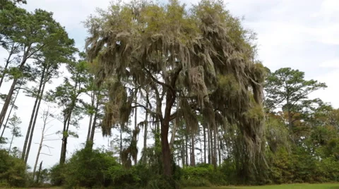 Spanish Moss Vídeo Stock 51829195