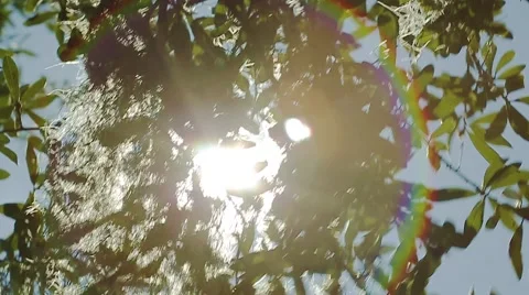 Spanish Moss Stock Footage 51895497