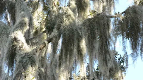 Spanish Moss Video stock 64801946