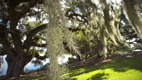 Spanish Moss Stock Footage 98068051