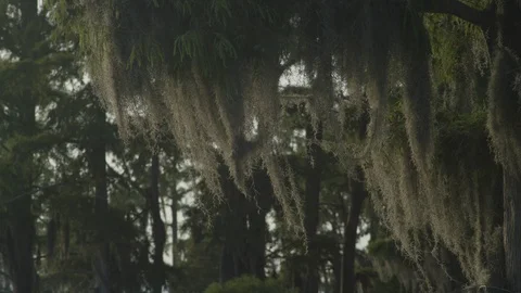 Spanish Moss Stock Footage 100686454