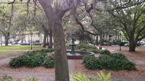 Spanish Moss Stock Footage 301367030