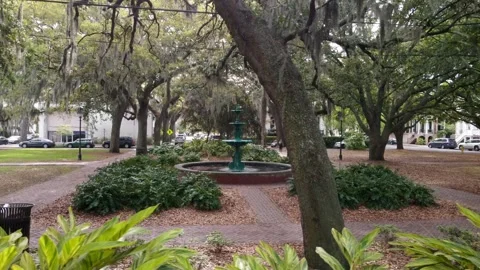 Spanish Moss Stock Footage 301367055