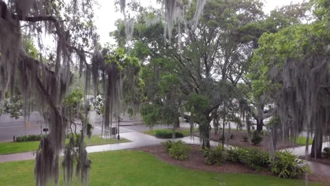 Spanish Moss Stock Footage 301367593