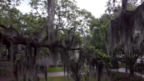 Spanish Moss Stock Footage 301367625