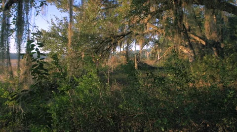 Spanish Moss Forest Stock Footage 58325315