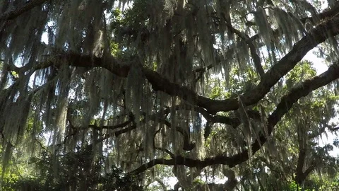 Spanish Moss Forest Stock Footage 94360054