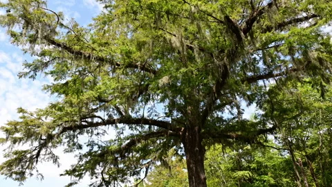 Spanish Moss growing on tree 動画素材 316223972