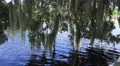 Spanish Moss Hanging Above River Water And Blue Waves 02 4k or 4k+ Resolution