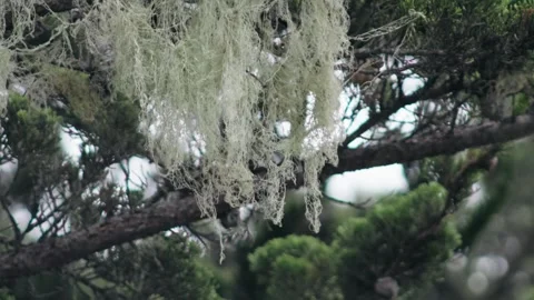 Spanish Moss Hanging from Evergreen Tree Branches in Forest 库存影片 346103848