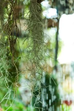 Spanish Moss hanging in front of a backdrop with water drops. Stock Photos