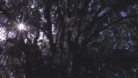 Spanish Moss Hanging from Large Tree Stock Footage 185621785