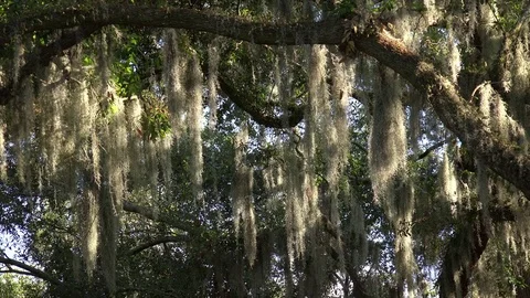 Spanish Moss Hanging From Oak Tree Branches in Savannah, Georgia Stock-Footage 74215525