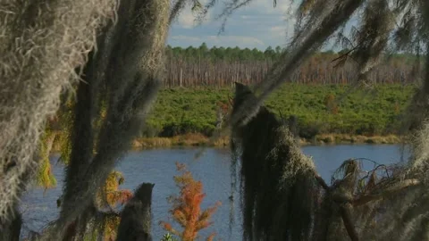 Spanish moss hanging over view of swamp lake with forest in Okefenokee Swamp Stock Footage 321790922
