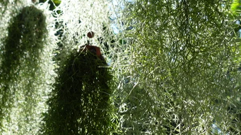 Spanish moss hanging sunlight filter plant beautiful silver leaves Stock Footage 309847973