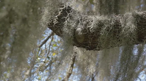 Spanish moss hanging from a tree 動画素材 47830256