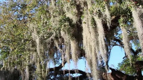 Spanish moss hanging from a tree Stock Footage 73345127