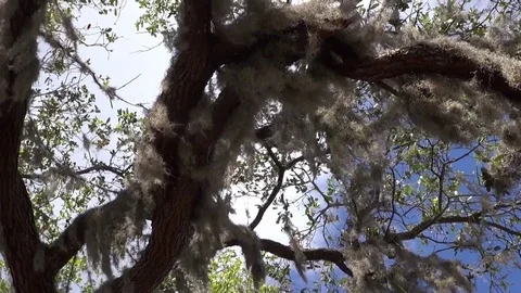 Spanish moss hanging from a tree Stock Footage 74772834