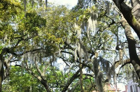 Spanish moss hanging on the tree Stock Photos