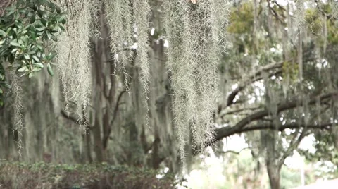 Spanish Moss (HD) Stock Footage 46069427