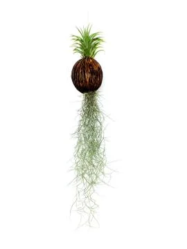 Spanish moss isolate on white background Stock Photos