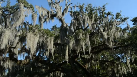 Spanish moss on a live oak tree in the breeze Stock Footage 68335324