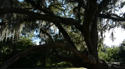 Spanish moss on a live oak tree, pan up Stock Footage 68335326
