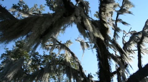 Spanish moss on a live oak tree, pan down Stock Footage 68335327