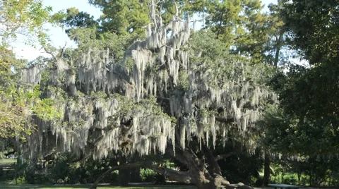 Spanish moss on a live oak tree Stock Footage 68335329
