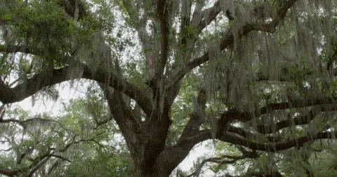 Spanish moss on a live oak tree sways in the wind on a sunny day Stock Footage 274515642